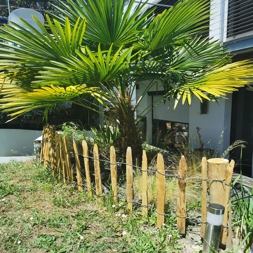 Pose de ganivelle devant une maison entourant un palmier